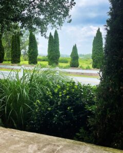 Green Bushes and Arborvitae by Road